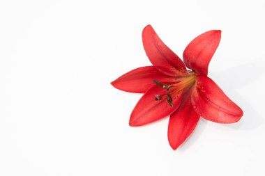 Güzel taze çiçekler. Hassasiyet ve hoş kokulu. Bahçe lilyum