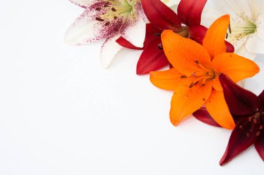 Güzel taze çiçekler. Hassasiyet ve hoş kokulu. Bahçe lilyum