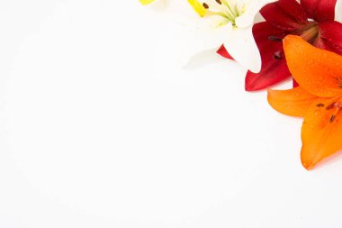 Güzel taze çiçekler. Hassasiyet ve hoş kokulu. Bahçe lilyum