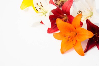 Güzel taze çiçekler. Hassasiyet ve hoş kokulu. Bahçe lilyum