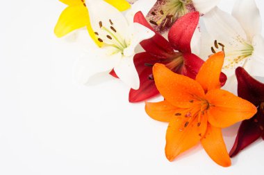 Güzel taze çiçekler. Hassasiyet ve hoş kokulu. Bahçe lilyum