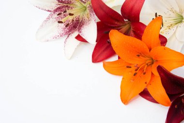 Güzel taze çiçekler. Hassasiyet ve hoş kokulu. Bahçe lilyum