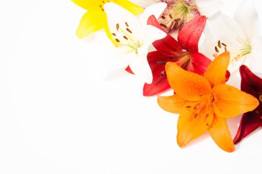 Güzel taze çiçekler. Hassasiyet ve hoş kokulu. Bahçe lilyum