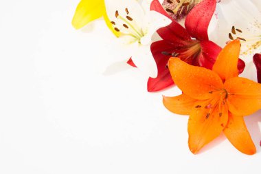 Güzel taze çiçekler. Hassasiyet ve hoş kokulu. Bahçe lilyum