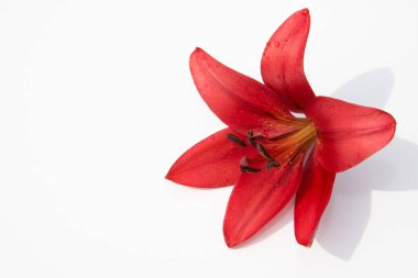 Güzel taze çiçekler. Hassasiyet ve hoş kokulu. Bahçe lilyum