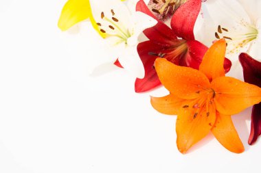 Güzel taze çiçekler. Hassasiyet ve hoş kokulu. Bahçe lilyum