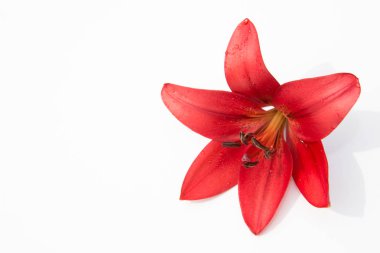 Güzel taze çiçekler. Hassasiyet ve hoş kokulu. Bahçe lilyum