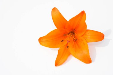 Güzel taze çiçekler. Hassasiyet ve hoş kokulu. Bahçe lilyum