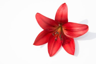 Güzel taze çiçekler. Hassasiyet ve hoş kokulu. Bahçe lilyum