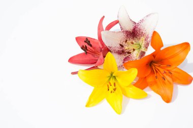 Güzel taze çiçekler. Hassasiyet ve hoş kokulu. Bahçe lilyum