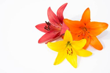 Güzel taze çiçekler. Hassasiyet ve hoş kokulu. Bahçe lilyum