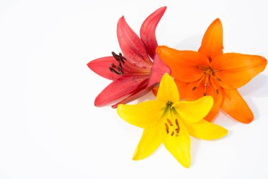 Güzel taze çiçekler. Hassasiyet ve hoş kokulu. Bahçe lilyum