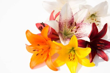 Güzel taze çiçekler. Hassasiyet ve hoş kokulu. Bahçe lilyum