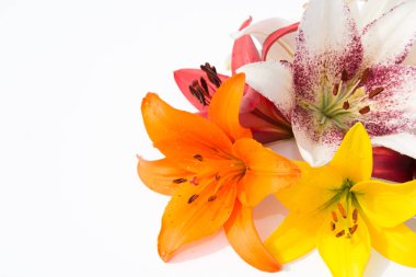 Güzel taze çiçekler. Hassasiyet ve hoş kokulu. Bahçe lilyum