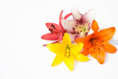 Güzel taze çiçekler. Hassasiyet ve hoş kokulu. Bahçe lilyum