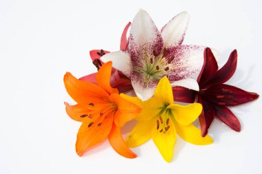 Güzel taze çiçekler. Hassasiyet ve hoş kokulu. Bahçe lilyum