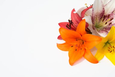 Güzel taze çiçekler. Hassasiyet ve hoş kokulu. Bahçe lilyum