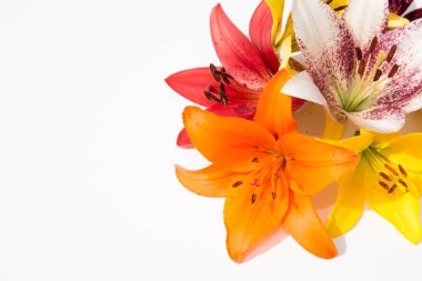 Güzel taze çiçekler. Hassasiyet ve hoş kokulu. Bahçe lilyum