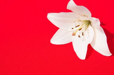 Güzel taze çiçekler. Hassasiyet ve hoş kokulu. Bahçe zambaklar. Kırmızı bir arka plan