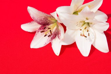 Güzel taze çiçekler. Hassasiyet ve hoş kokulu. Bahçe zambaklar. Kırmızı bir arka plan