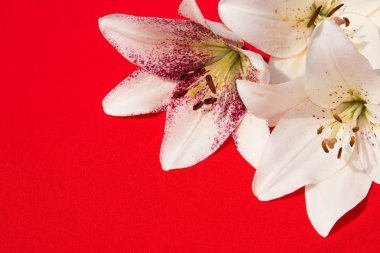 Güzel taze çiçekler. Hassasiyet ve hoş kokulu. Bahçe zambaklar. Kırmızı bir arka plan