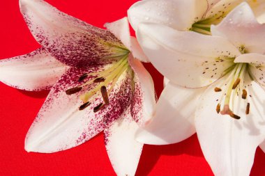 Güzel taze çiçekler. Hassasiyet ve hoş kokulu. Bahçe zambaklar. Kırmızı bir arka plan
