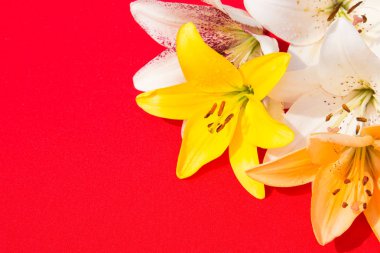 Güzel taze çiçekler. Hassasiyet ve hoş kokulu. Bahçe zambaklar. Kırmızı bir arka plan