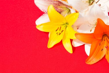 Güzel taze çiçekler. Hassasiyet ve hoş kokulu. Bahçe zambaklar. Kırmızı bir arka plan