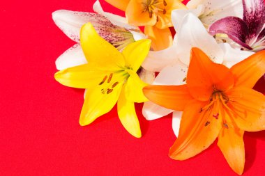 Güzel taze çiçekler. Hassasiyet ve hoş kokulu. Bahçe zambaklar. Kırmızı bir arka plan