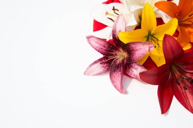 Güzel taze çiçekler. Hassasiyet ve hoş kokulu. Bahçe lilyum