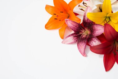 Güzel taze çiçekler. Hassasiyet ve hoş kokulu. Bahçe lilyum