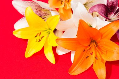 Güzel taze çiçekler. Hassasiyet ve hoş kokulu. Bahçe zambaklar. Kırmızı bir arka plan