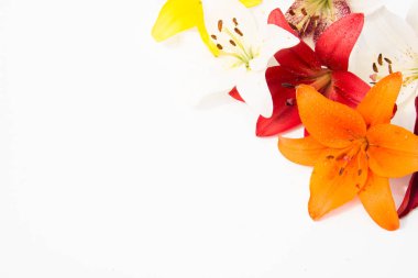 Güzel taze çiçekler. Hassasiyet ve hoş kokulu. Bahçe lilyum