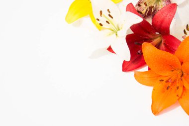 Güzel taze çiçekler. Hassasiyet ve hoş kokulu. Bahçe lilyum