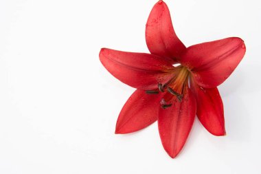 Güzel taze çiçekler. Hassasiyet ve hoş kokulu. Bahçe lilyum