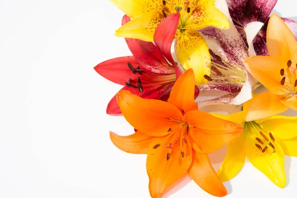 Güzel taze çiçekler. Hassasiyet ve hoş kokulu. Bahçe lilyum