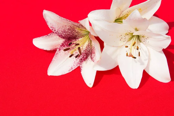 Güzel taze çiçekler. Hassasiyet ve hoş kokulu. Bahçe zambaklar. Kırmızı bir arka plan