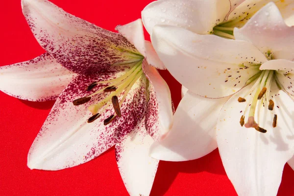 Güzel taze çiçekler. Hassasiyet ve hoş kokulu. Bahçe zambaklar. Kırmızı bir arka plan