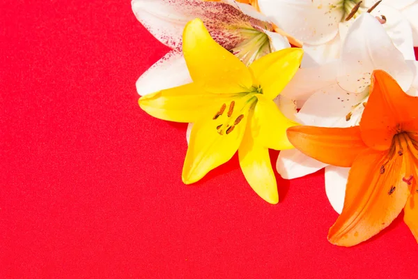 Güzel taze çiçekler. Hassasiyet ve hoş kokulu. Bahçe zambaklar. Kırmızı bir arka plan