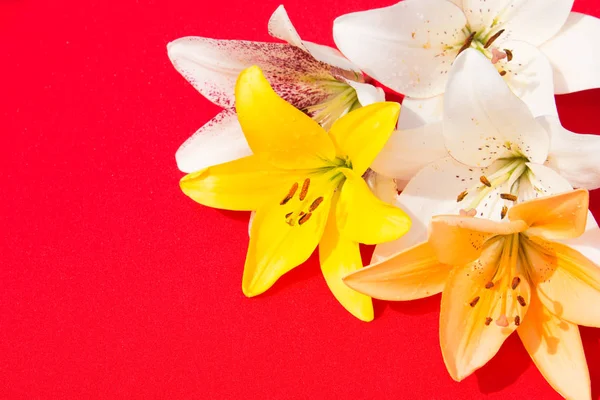 Güzel taze çiçekler. Hassasiyet ve hoş kokulu. Bahçe zambaklar. Kırmızı bir arka plan