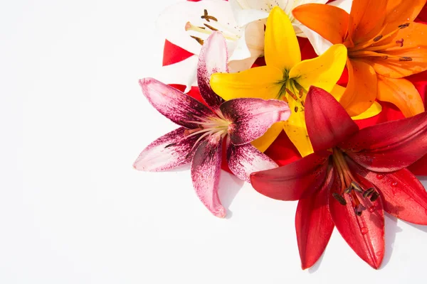 Güzel taze çiçekler. Hassasiyet ve hoş kokulu. Bahçe lilyum