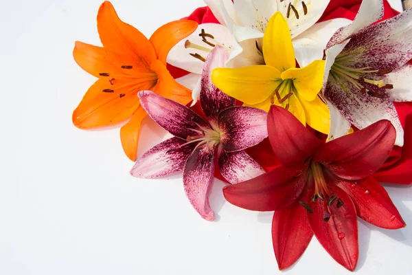 Güzel taze çiçekler. Hassasiyet ve hoş kokulu. Bahçe lilyum