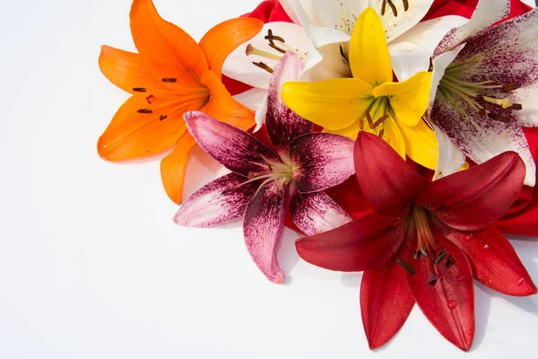 Güzel taze çiçekler. Hassasiyet ve hoş kokulu. Bahçe lilyum