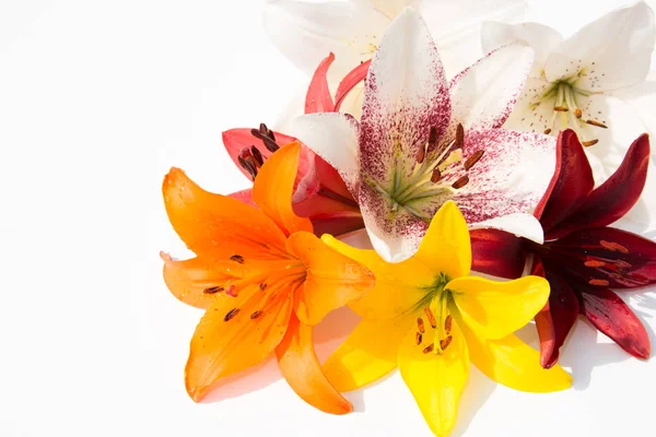 Güzel taze çiçekler. Hassasiyet ve hoş kokulu. Bahçe lilyum