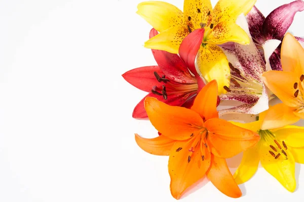 Güzel taze çiçekler. Hassasiyet ve hoş kokulu. Bahçe lilyum