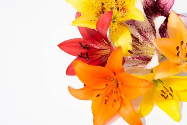 Güzel taze çiçekler. Hassasiyet ve hoş kokulu. Bahçe lilyum