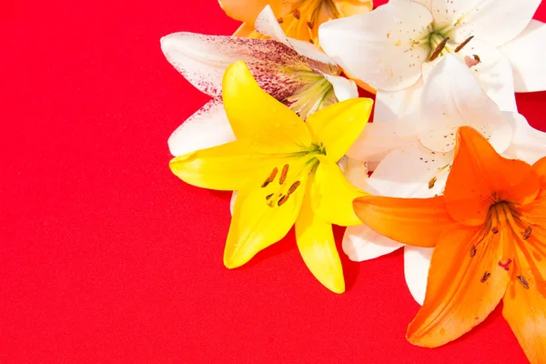Güzel taze çiçekler. Hassasiyet ve hoş kokulu. Bahçe zambaklar. Kırmızı bir arka plan