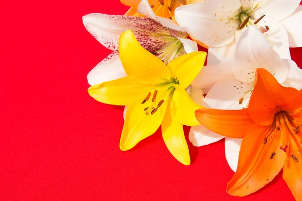 Güzel taze çiçekler. Hassasiyet ve hoş kokulu. Bahçe zambaklar. Kırmızı bir arka plan