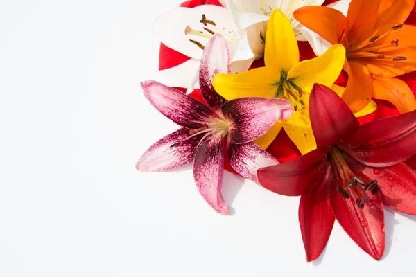 Güzel taze çiçekler. Hassasiyet ve hoş kokulu. Bahçe lilyum