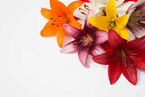 Güzel taze çiçekler. Hassasiyet ve hoş kokulu. Bahçe lilyum